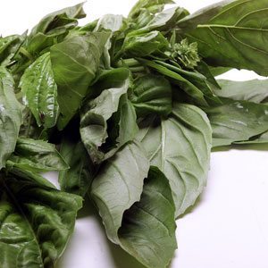 Basil Herbs