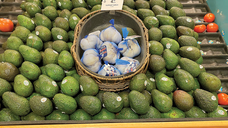 variedades de aguacates 