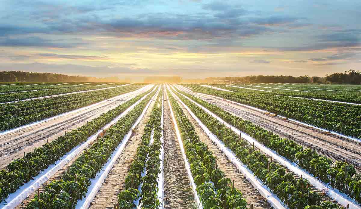 Georgia Grown Produce - Produce Business